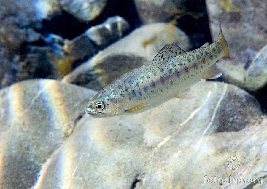 Neobična pastrva
