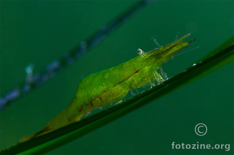 Hippolyte inermis