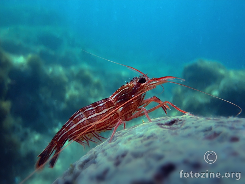 Jadranska kozica (Lysmata seticaudata)