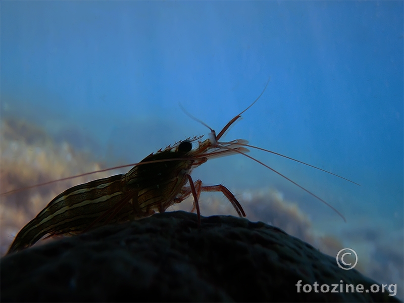 Jadranska kozica (Lysmata seticaudata)