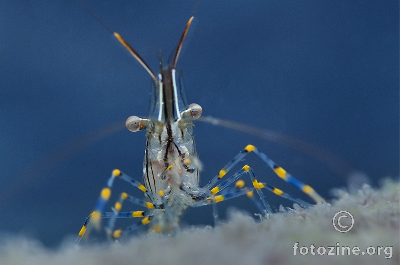 Kamena kozica (Palaemon elegans)