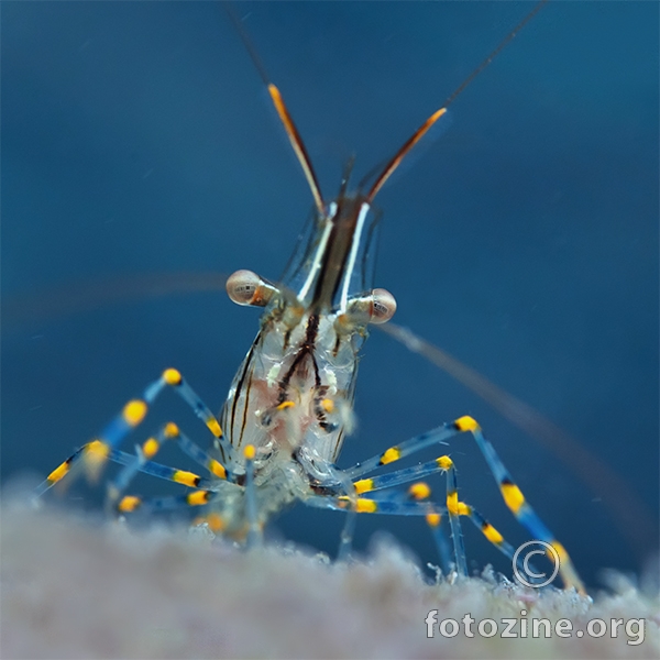 Kamena kozica (Palaemon elegans)