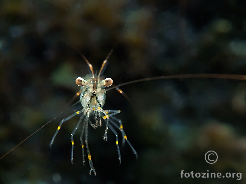 Kamena kozica (Palaemon elegans)