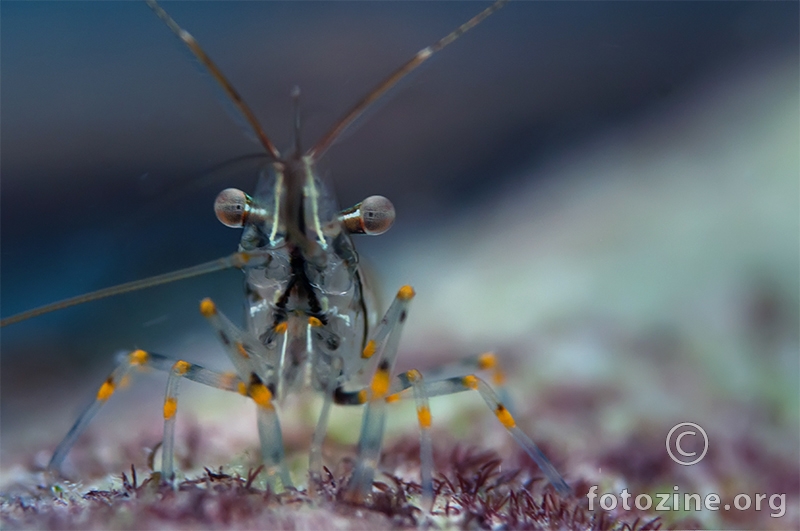 Kamena kozica (Palaemon elegans) 