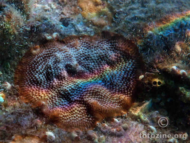 Kolonija mahovnjaka (Schizobrachiella sanguinea)