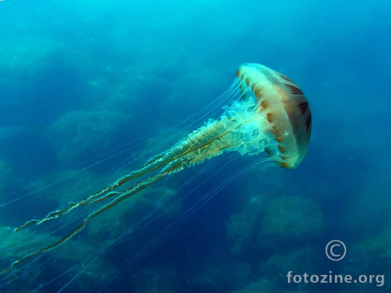 Kompas meduza (Chrysaora hysoscella)