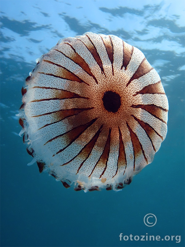 Kompas meduza (Chrysaora hysoscella)