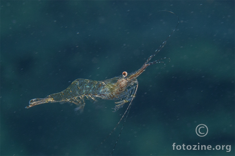 Kozica iz posidonije (Palaemon xiphias)