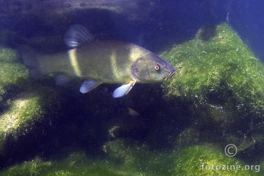 Linjak (Tinca tinca)