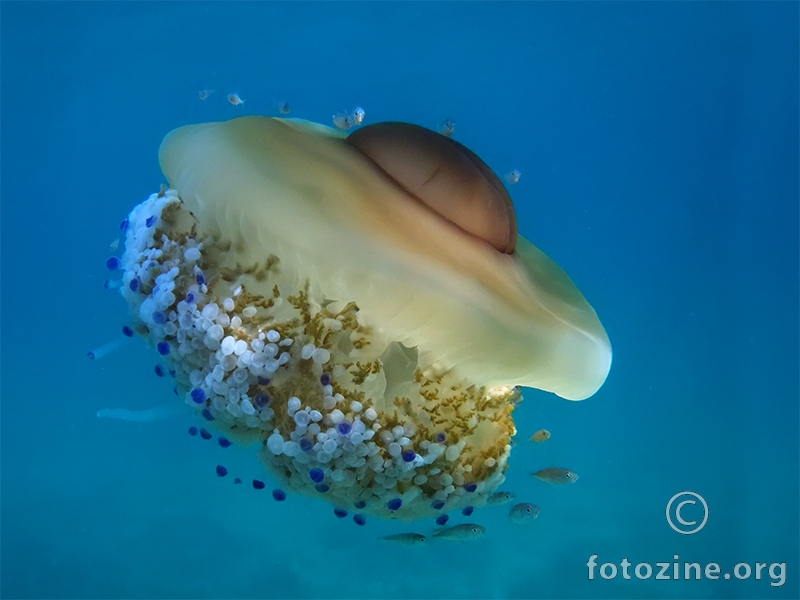 Mediteranska meduza (Cotylorhiza tuberculata)