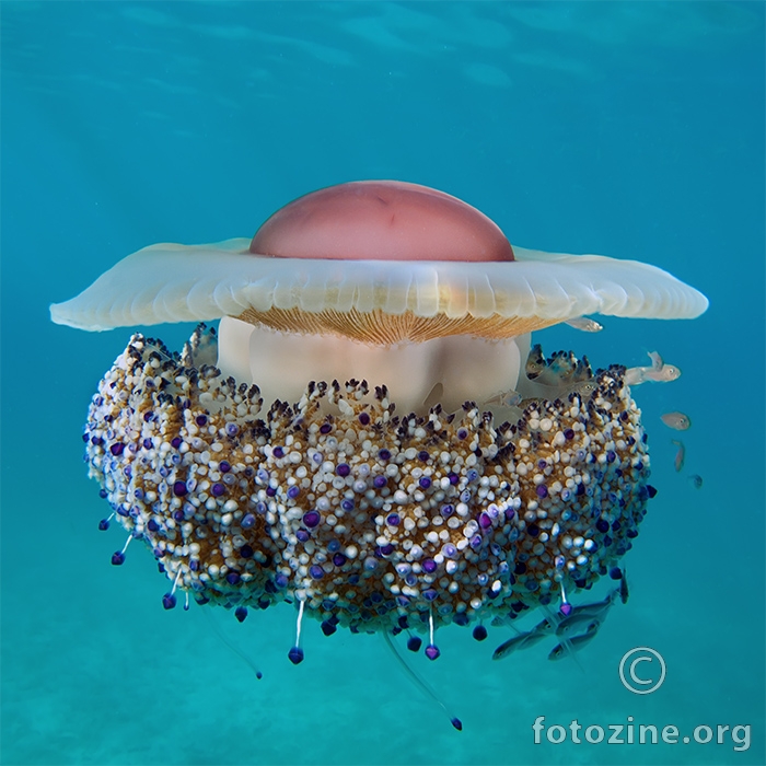 Mediteranska meduza (Cotylorhiza tuberculata)