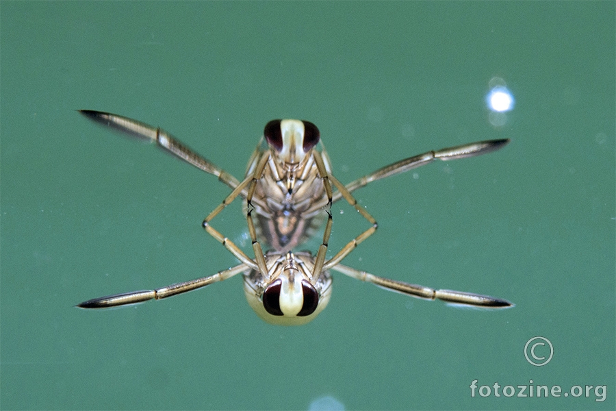 Modra nauznačarka (Notonecta glauca)