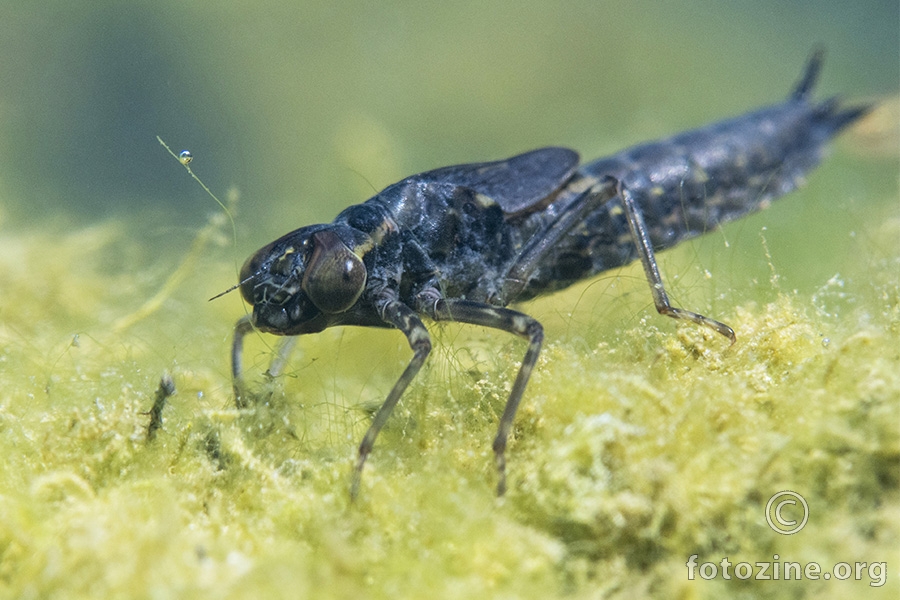 Modri kralj (Aeshna cyanea)