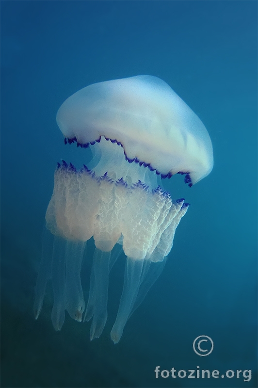 Morska pluća (Rhizostoma pulmo)