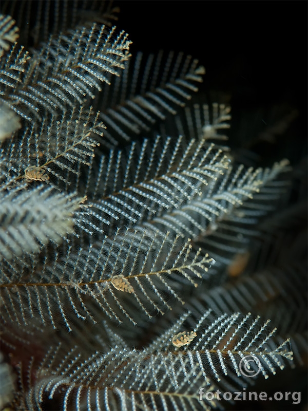 Morsko perce (Aglaophenia sp.)