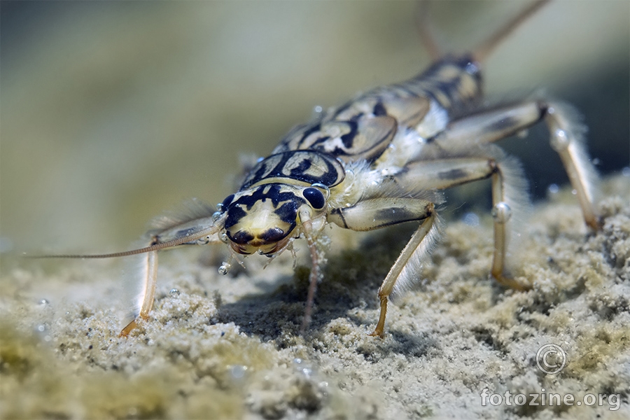 Obalčar (Perla pallida)