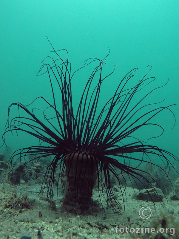 Opnena voskovica (Cerianthus membranaceus)
