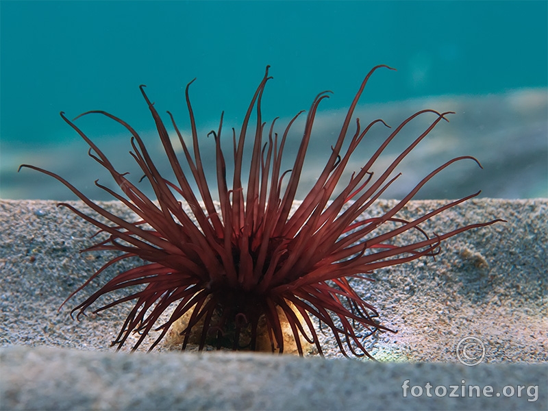 Opnena voskovica (Cerianthus membranaceus)