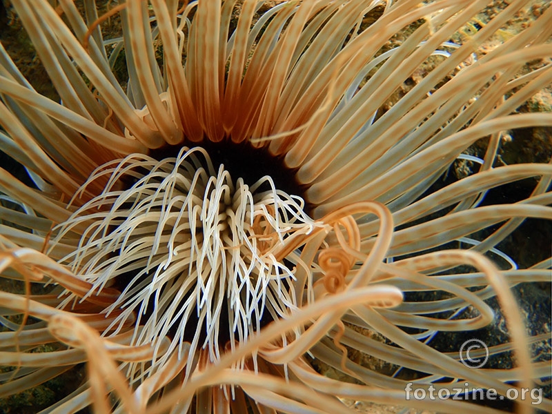 Opnena voskovica (Cerianthus membranaceus)