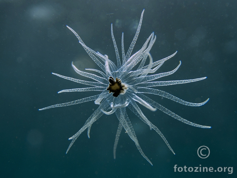 Posejdonova moruzgva (Paranemonia cinerea)