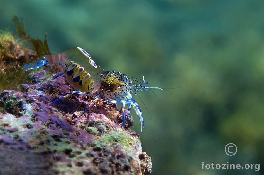 Periclimenes aegylios