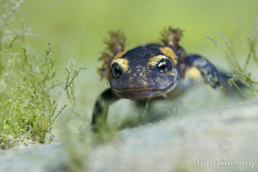 Pjegavi daždevnjak (Salamandra salamandra) 