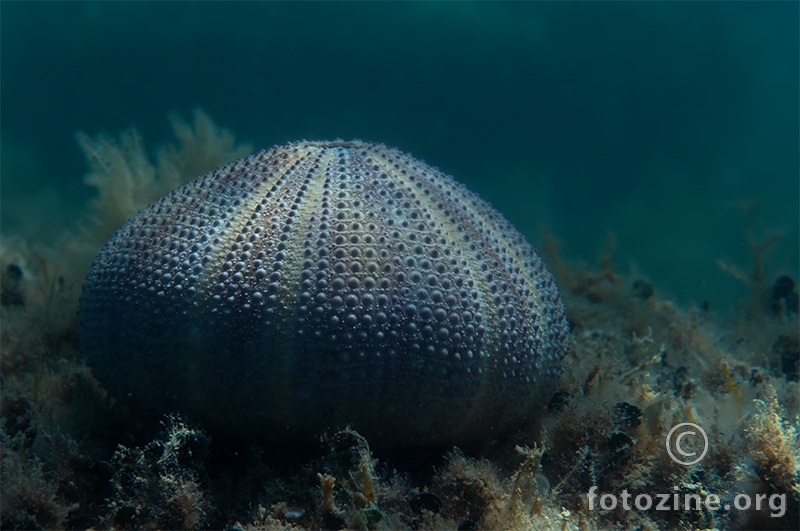 Pjegavi ježinac (Sphaerechinus granularis)