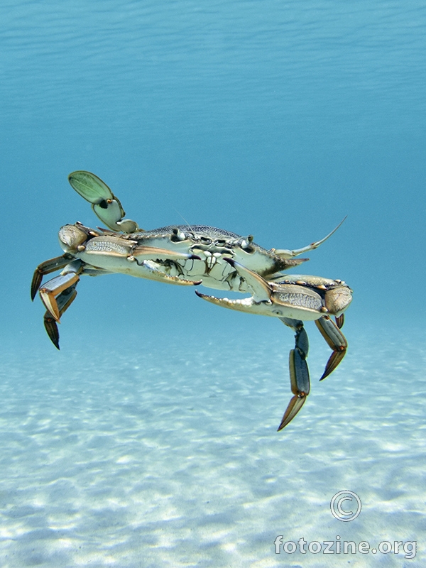 Plavi rak (Callinectes sapidus)