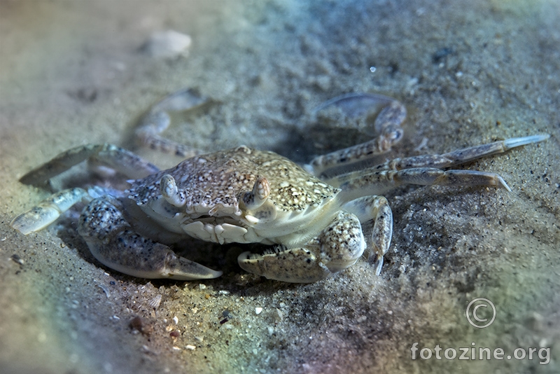 Portumnus latipes