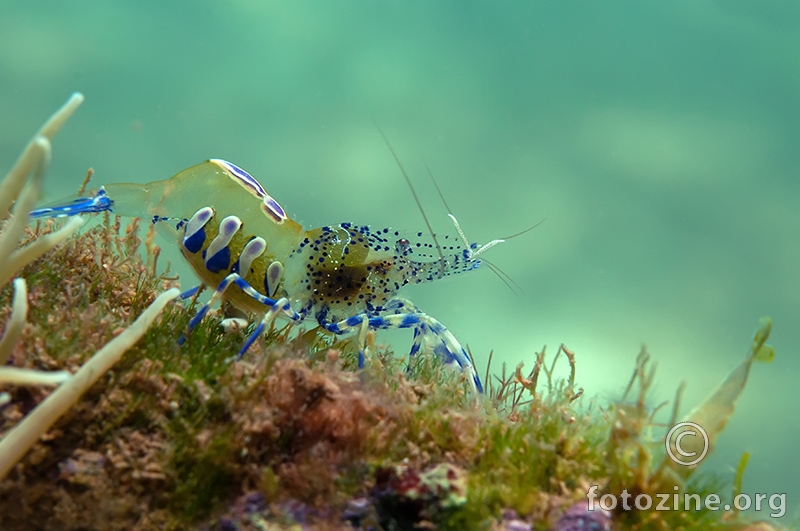 Prozirni račić čistač (Periclimenes aegylios)