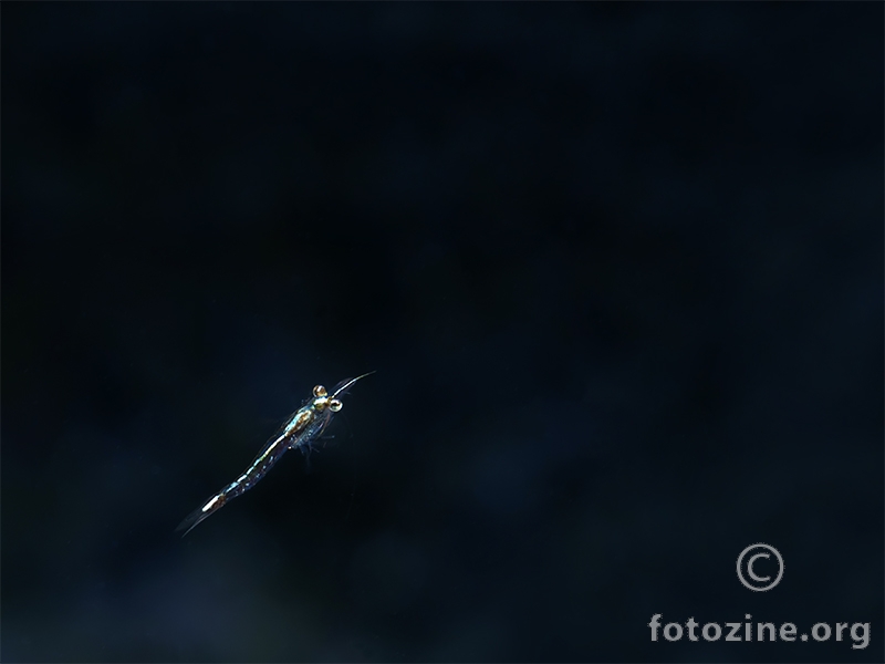 Rašljonožac (Leptomysis sp.)