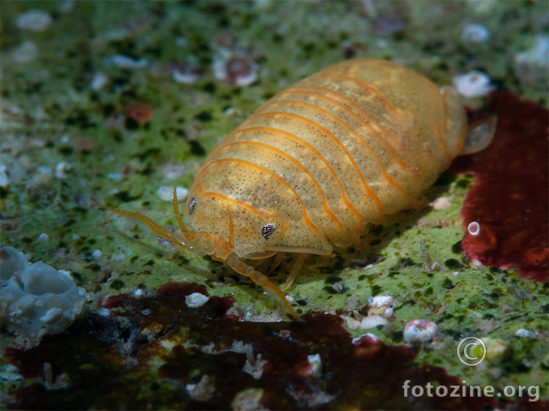 Rakušac (Sphaeroma serratum)