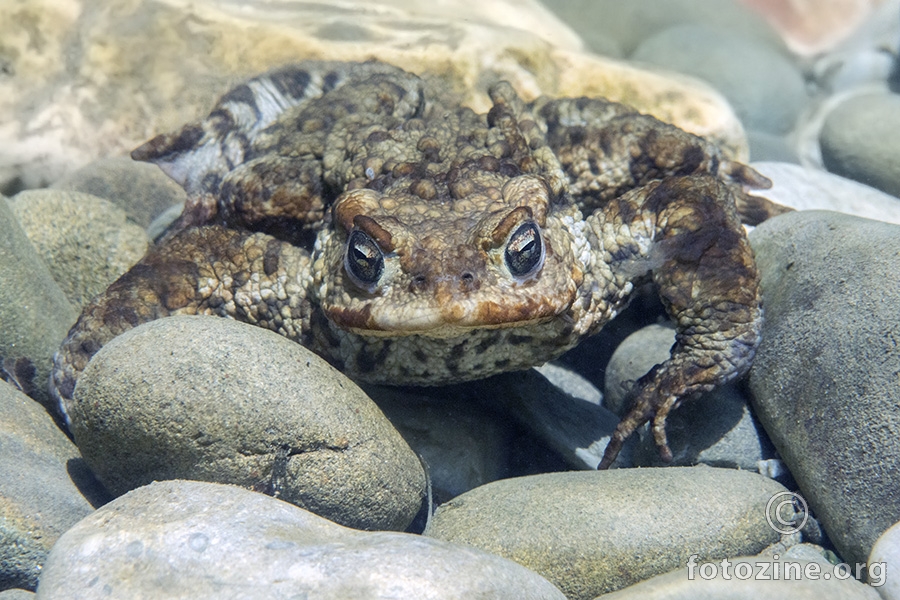 Smeđa krastača (Bufo bufo)