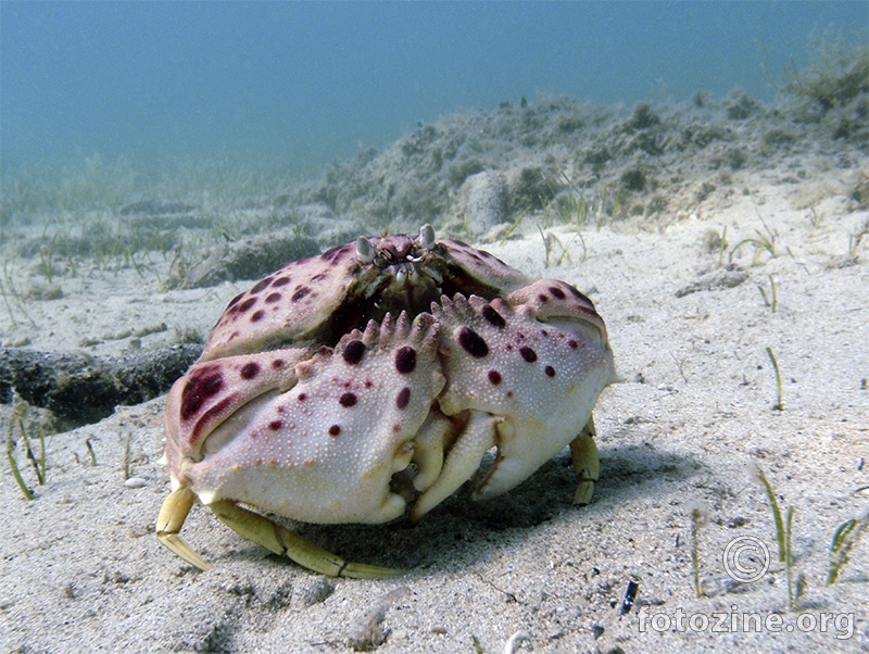 Stidljiva rakovica (Calappa granulata)