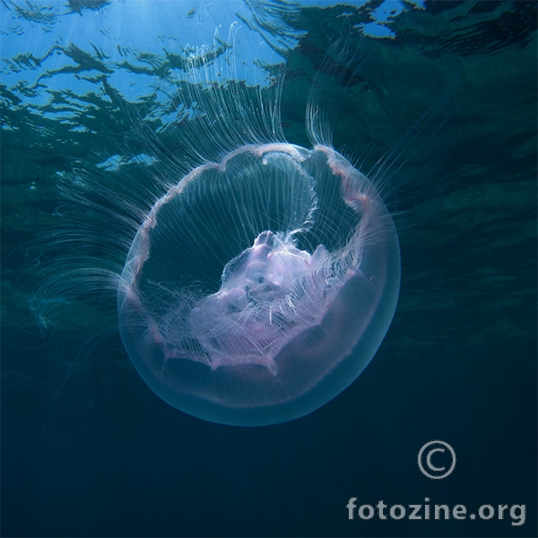 Uhati klobuk (Aurelia aurita)