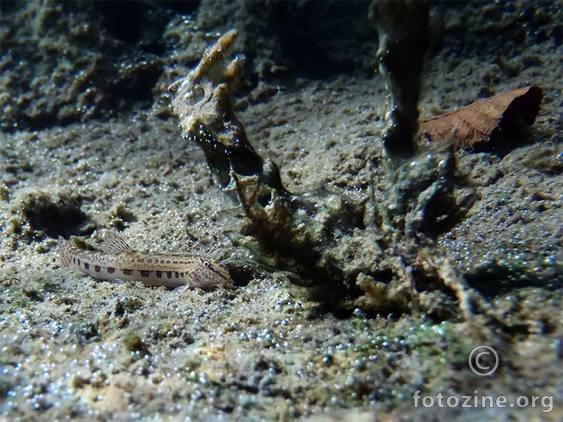 Vijun (Cobitis taenia)