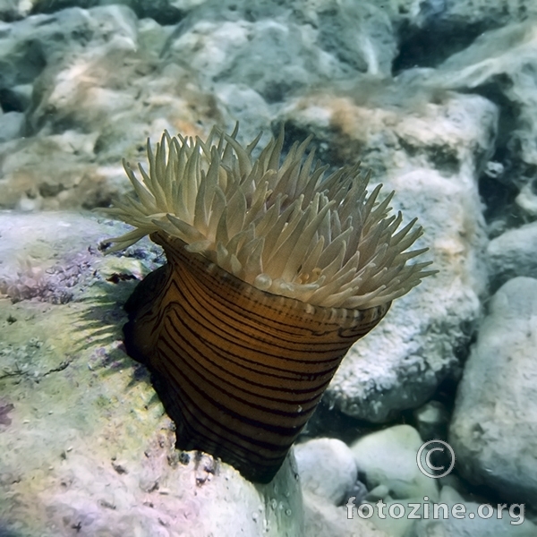 Zelena vlasulja (Actinia cari)