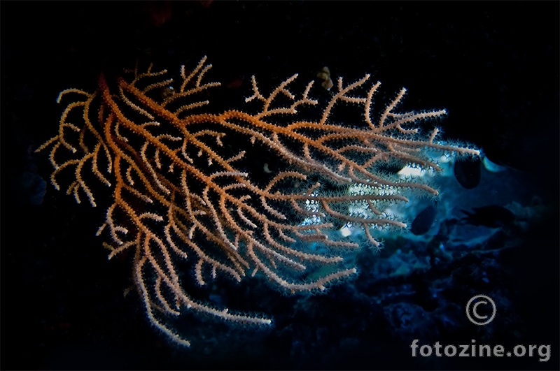Žuta gorgonija (Eunicella cavolini)