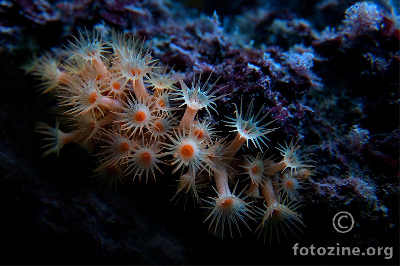 Žuta korasta moruzgva (Parazoanthus axinellae)
