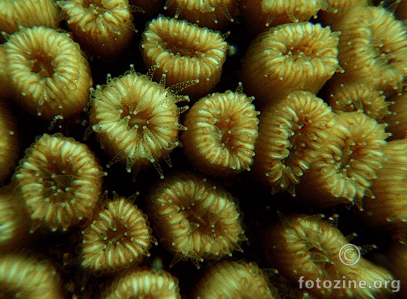 Busenasti koralj (Cladocora cespitosa)