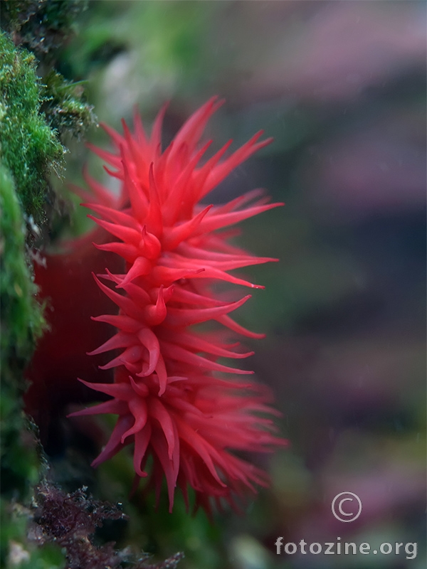 Crvena moruzgva (Actinia equina)