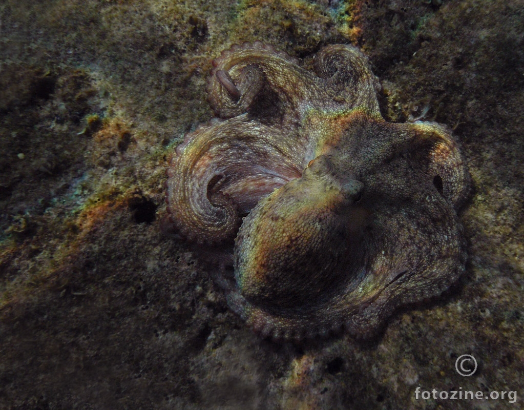 Hobotnica (Octopus Vulgaris)