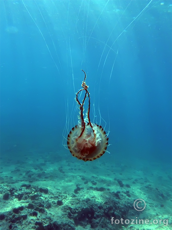 Kompas meduza (Chrysaora hysoscella)