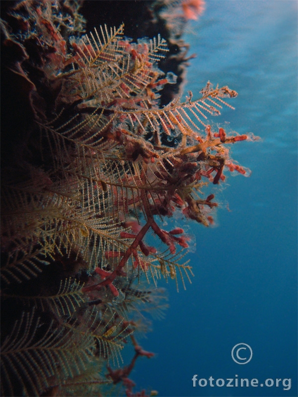 Morsko perce (Aglaophenia pluma)