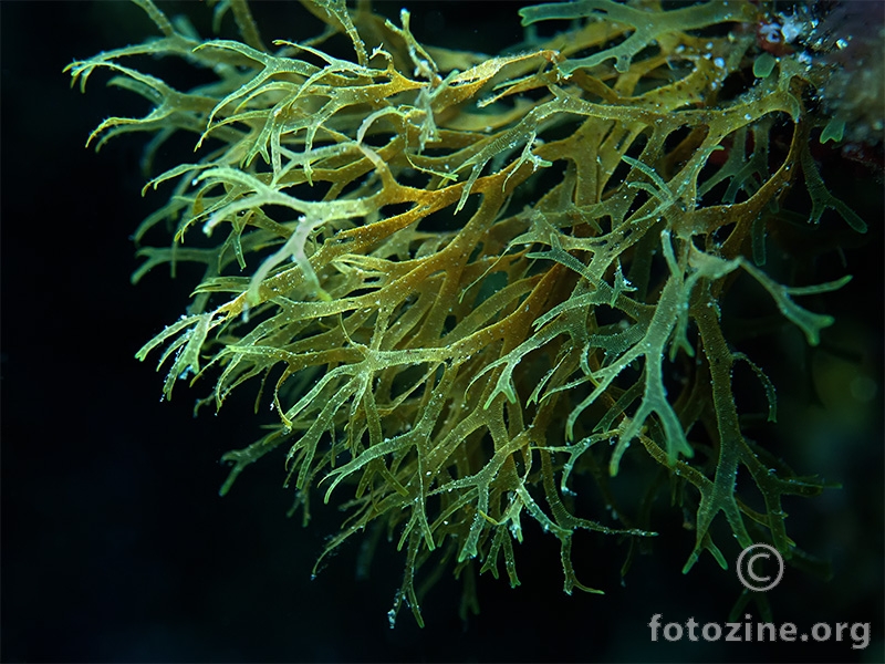 Smeđa alga (Dilophus fasciola)
