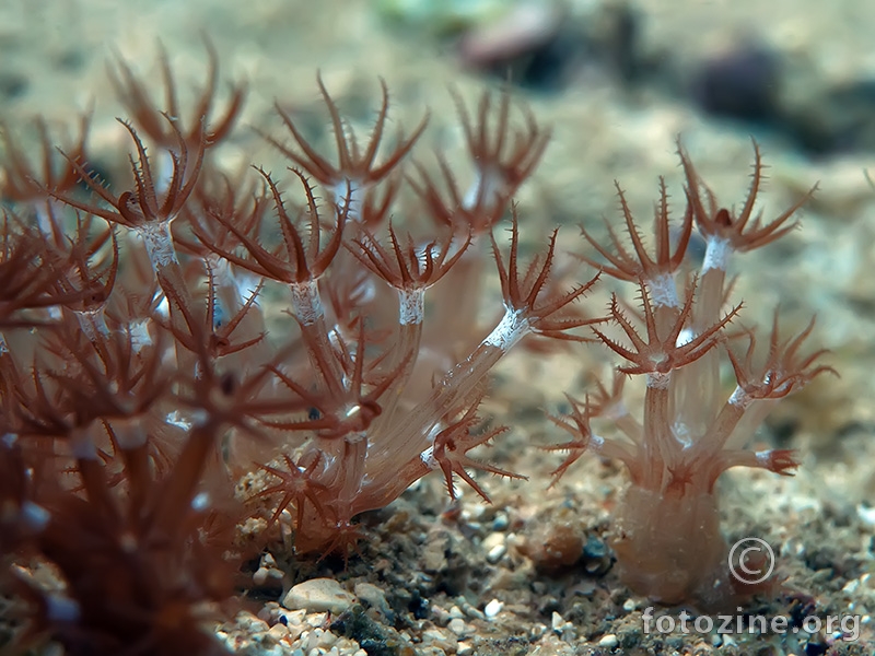 Trnoviti koralj (Paralcyonium spinulosum)