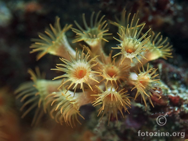 Žuta korasta moruzgva (Parazoanthus axinellae)