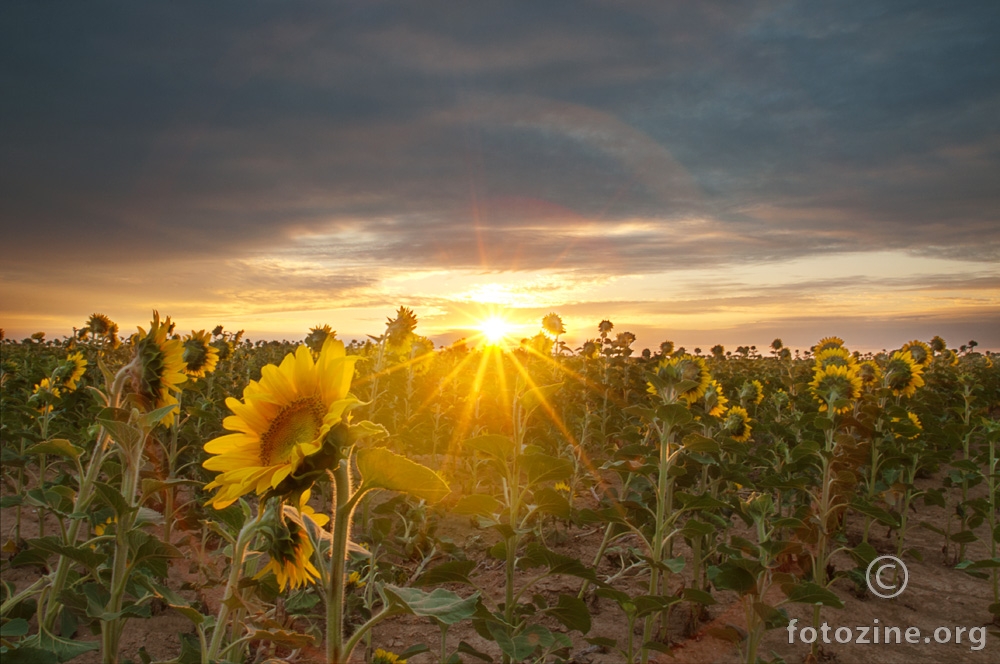 Sunrise in Sunflower Field