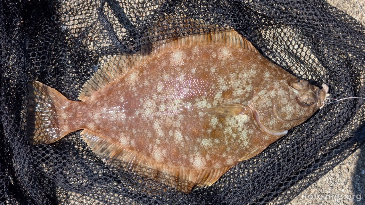 Flounder 13" (released :) )
