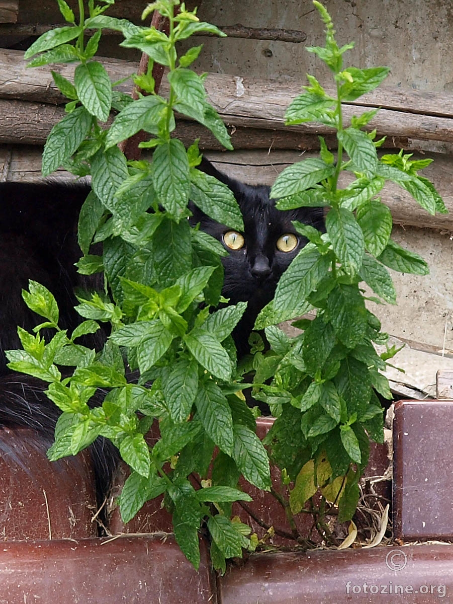 Mučka 2 fotosešn